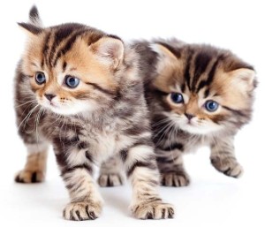 Outsourced Overseas Content Confuses cats & kitties